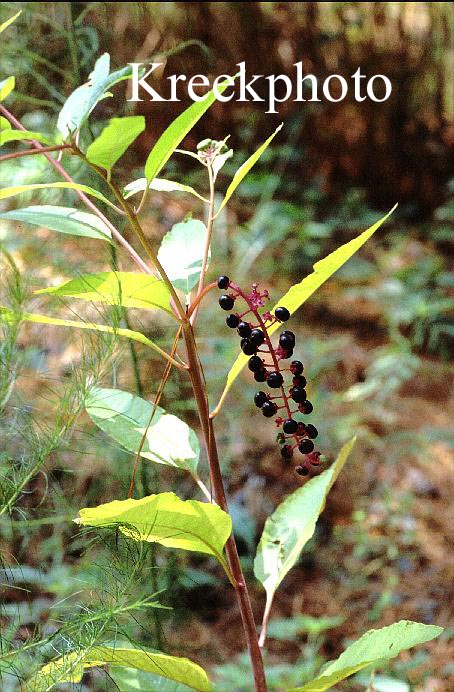 Phytolacca americana