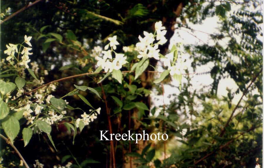 Philadelphus pekinensis