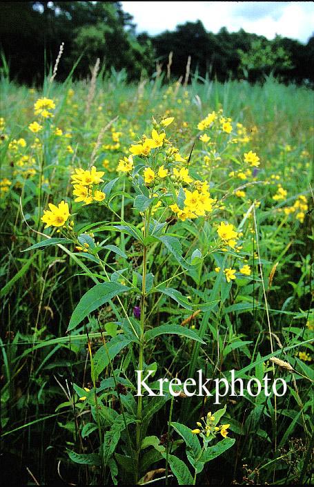 Lysimachia vulgaris