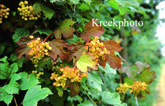 Viburnum opulus