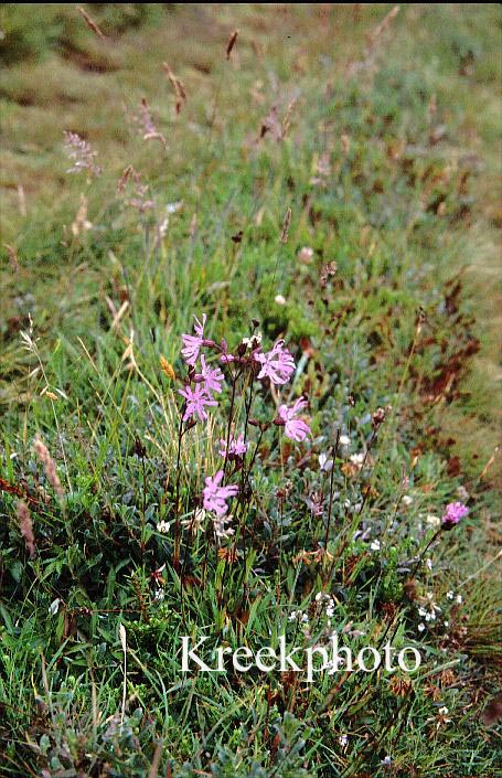 Lychnis flos-cuculi