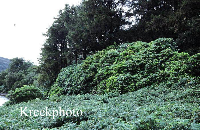 Rhododendron ponticum