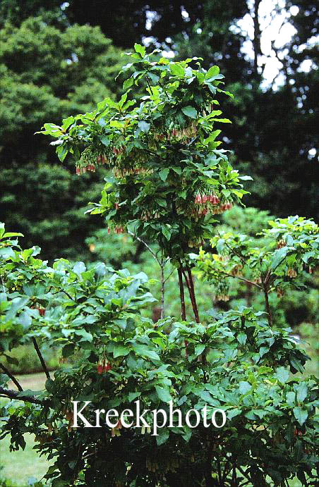 Vaccinium cylindraceum