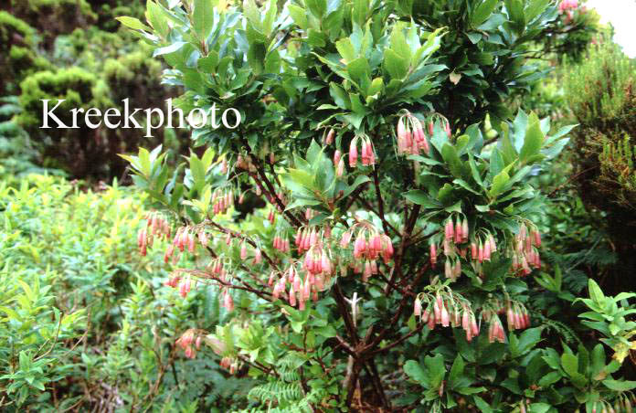 Vaccinium cylindraceum