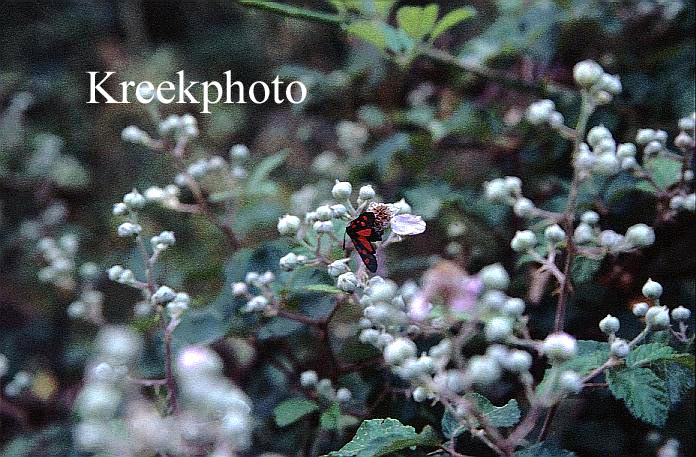Rubus fruticosus