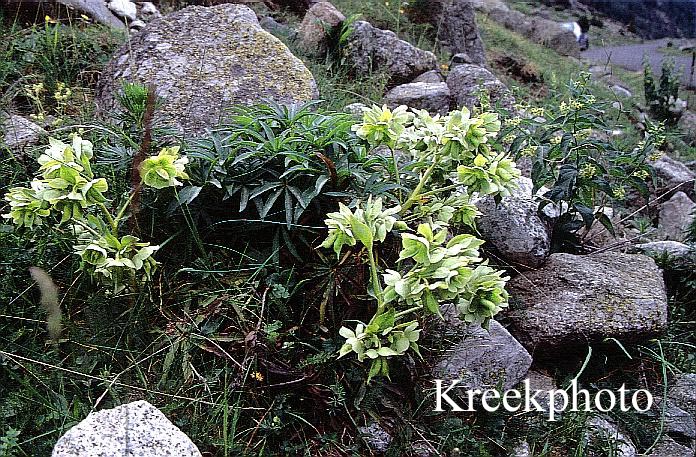 Helleborus viridis