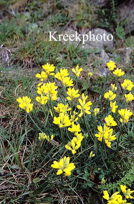 Genista sagittalis