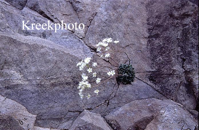 Saxifraga paniculata