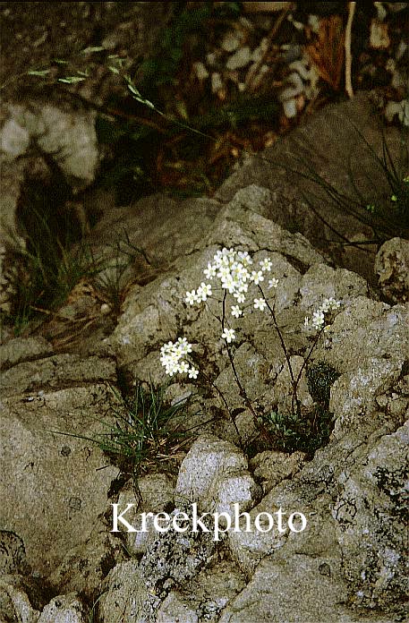 Saxifraga paniculata