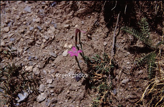 Dianthus armeria