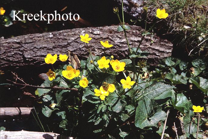 Caltha palustris