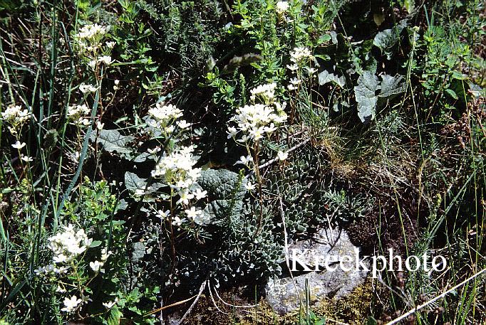 Saxifraga paniculata