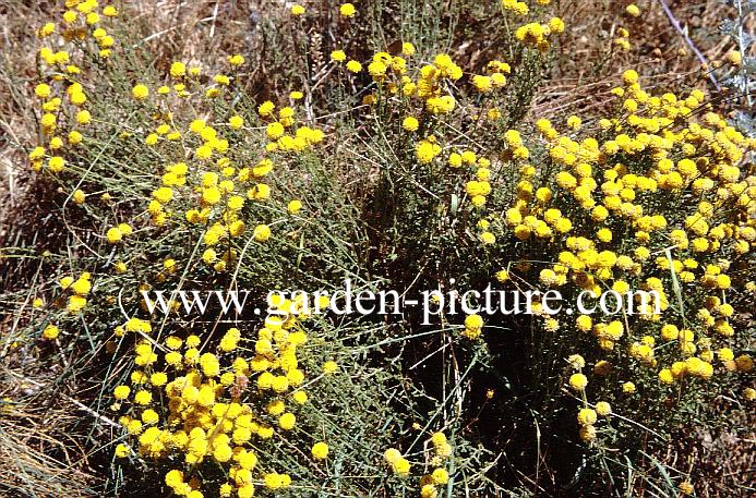 Tanacetum vulgare