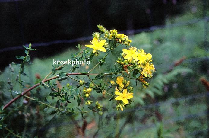 Hypericum perforatum