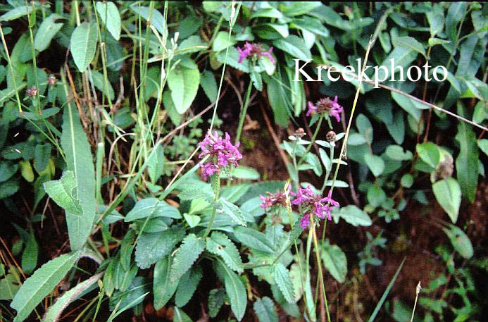 Stachys officinalis