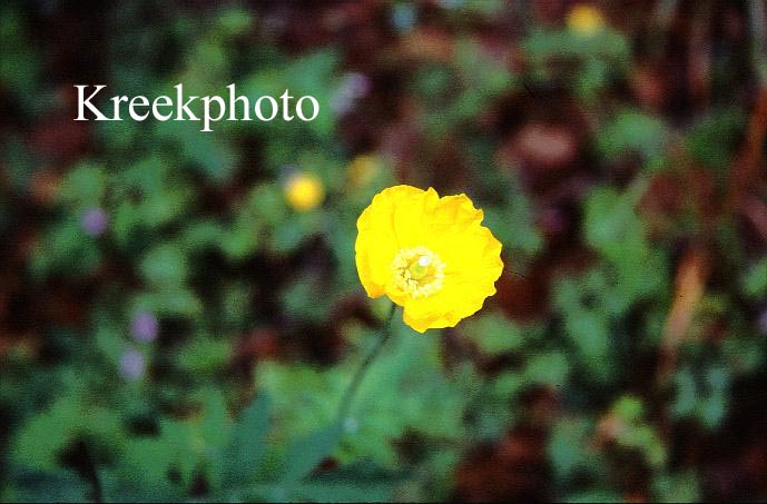 Meconopsis cambrica