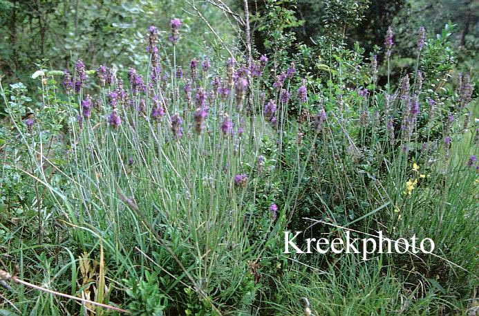 Lavandula angustifolia