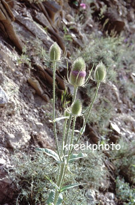 Dipsacus fullonum