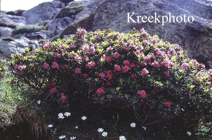 Rhododendron ferrugineum
