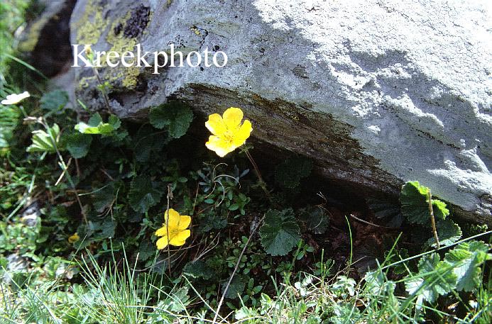 Geum montanum