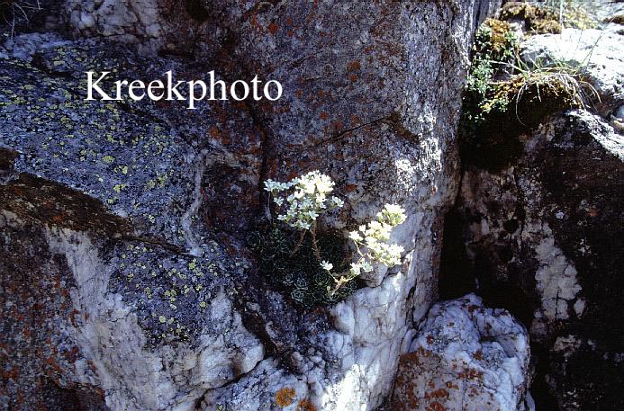 Saxifraga paniculata