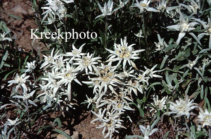 Leontopodium alpinum