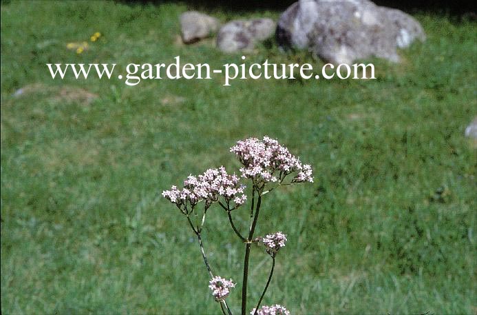 Valeriana officinalis