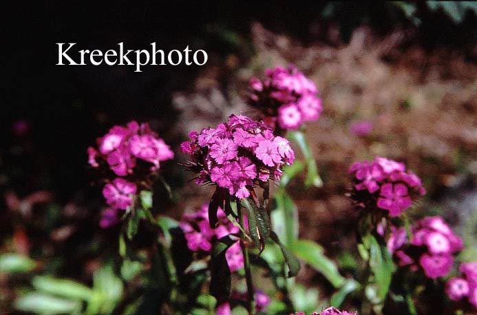 Dianthus barbatus