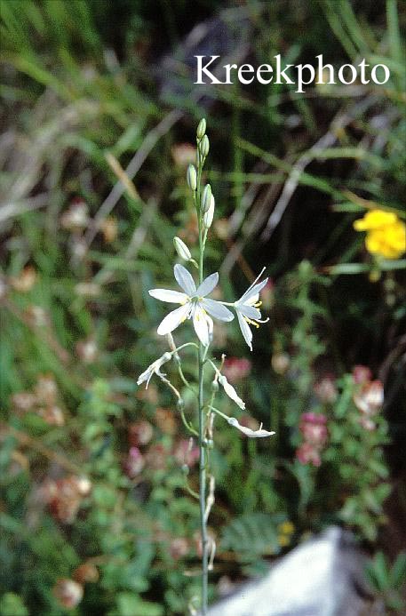 Anthericum liliago