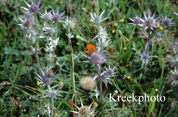 Eryngium bourgatii