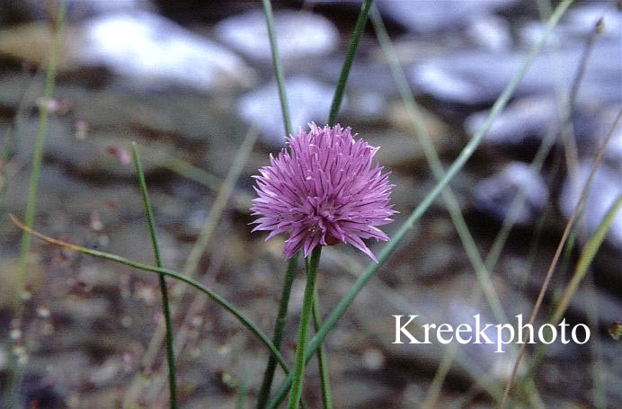 Allium schoenoprasum