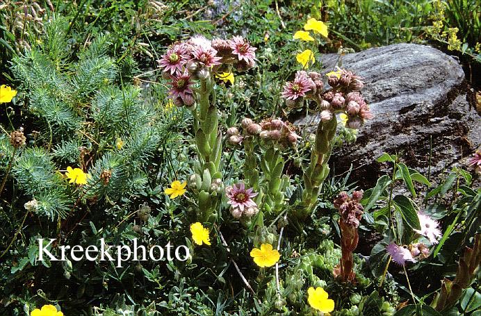 Sempervivum tectorum