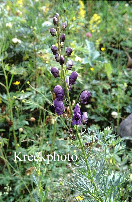 Aconitum napellus