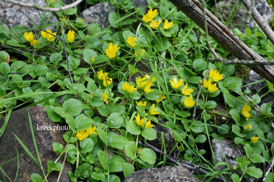 Lysimachia nummularia