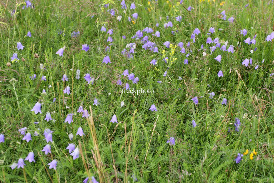 Campanula rotundifolia