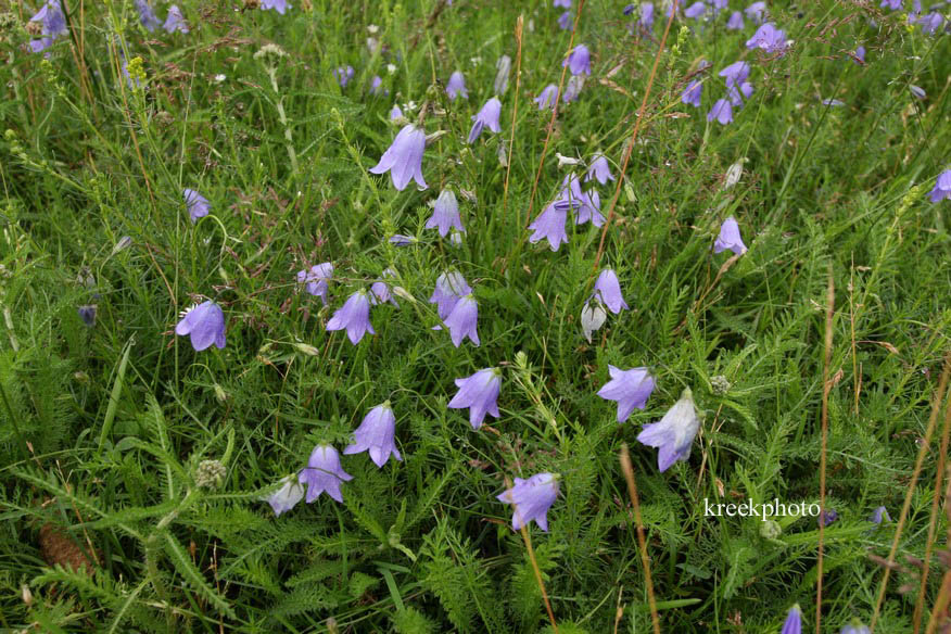 Campanula rotundifolia