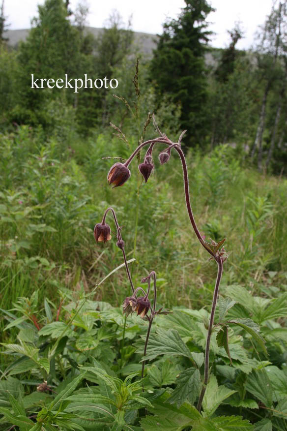 Geum rivale