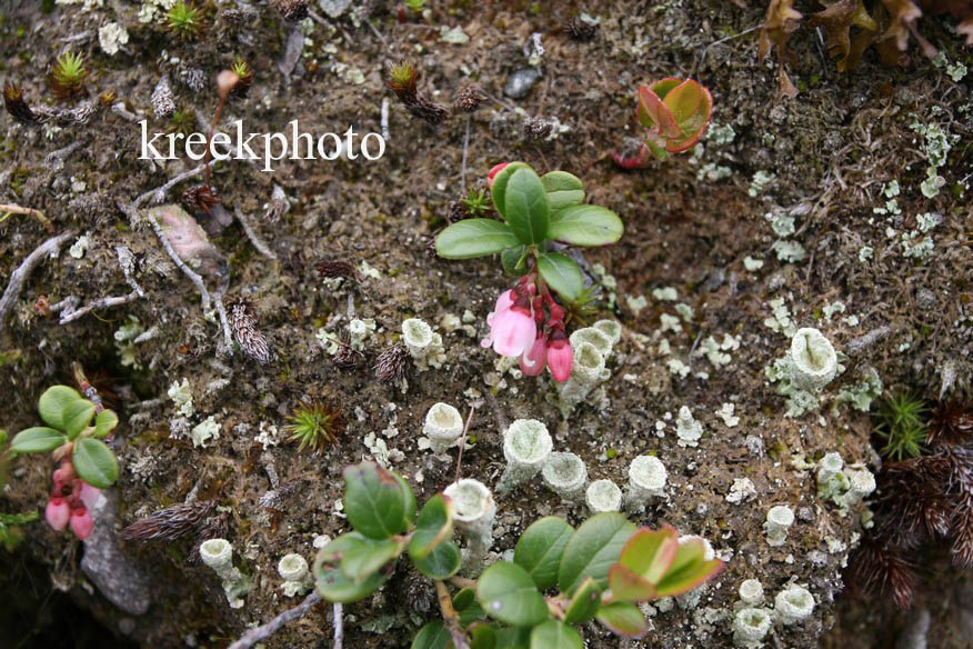 Arctostaphylos uva-ursi