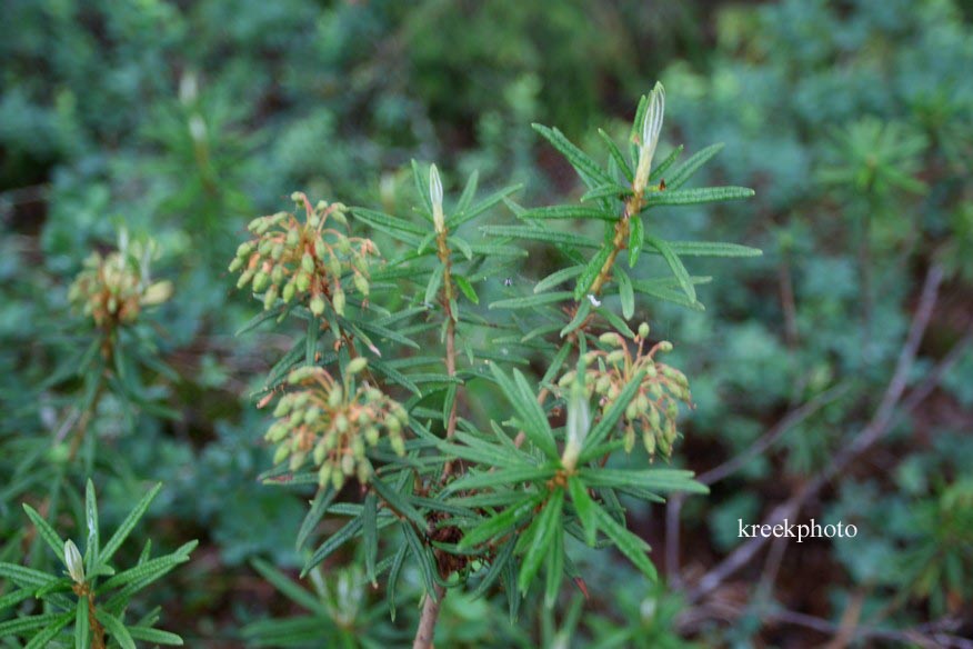 Rhododendron glandulosum