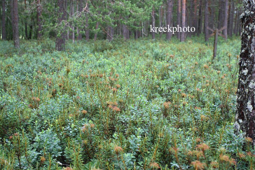 Rhododendron glandulosum