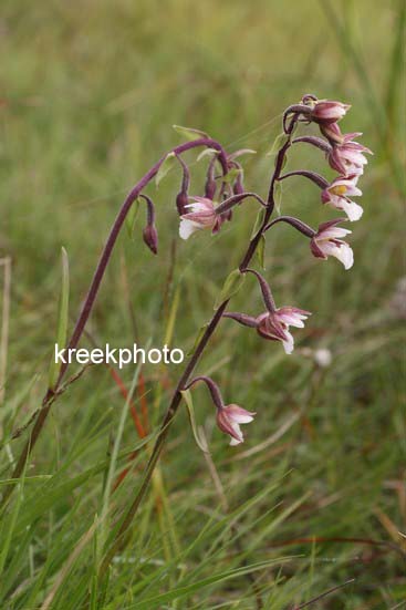 Epipactis palustris