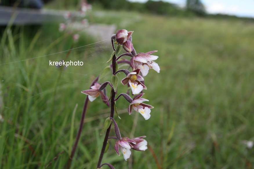 Epipactis palustris