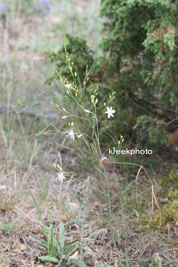 Anthericum ramosum