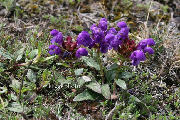 Prunella grandiflora