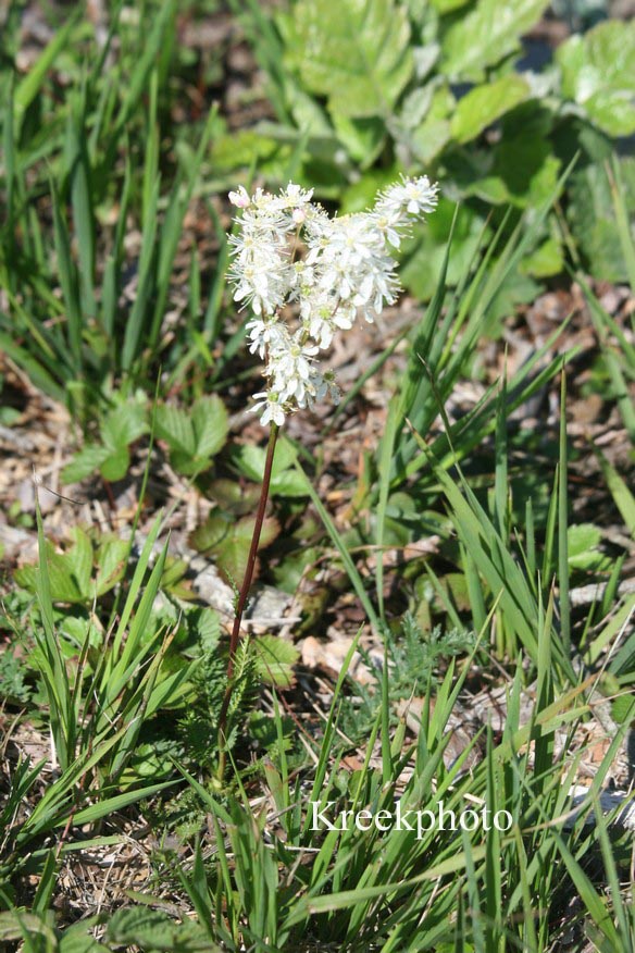 Filipendula vulgaris