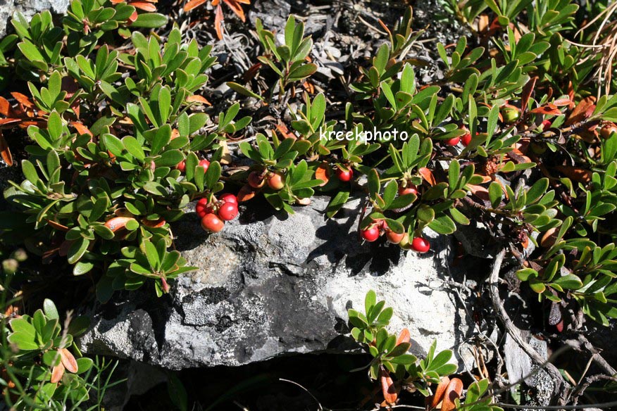 Arctostaphylos uva-ursi