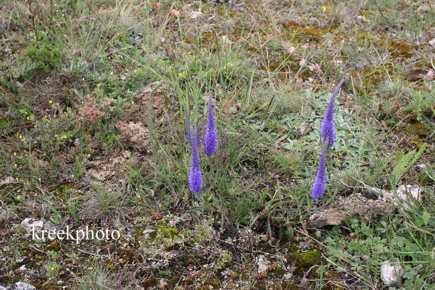 Veronica spicata