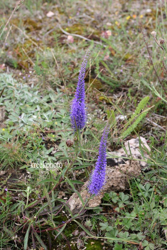 Veronica spicata