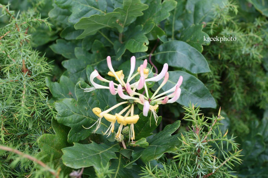 Lonicera periclymenum