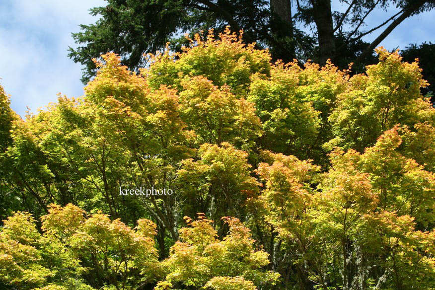 Acer shirasawanum 'Aureum'